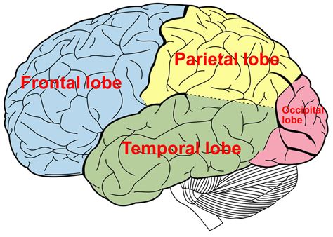 lobe epilepsy